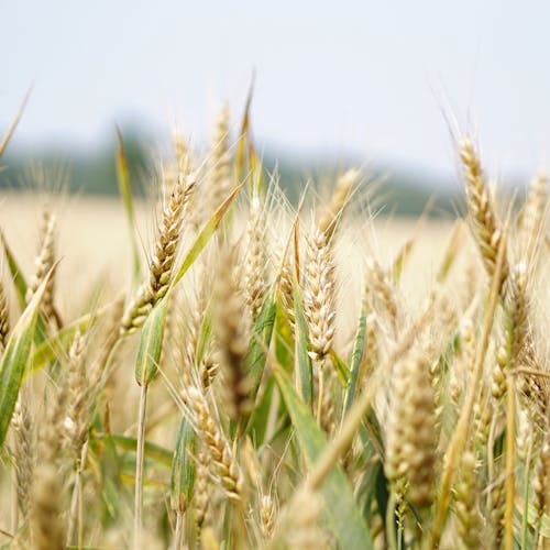 agriculture